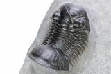 Spiny Quadrops Trilobite With Paralejurus - Ofaten, Morocco #243639-10